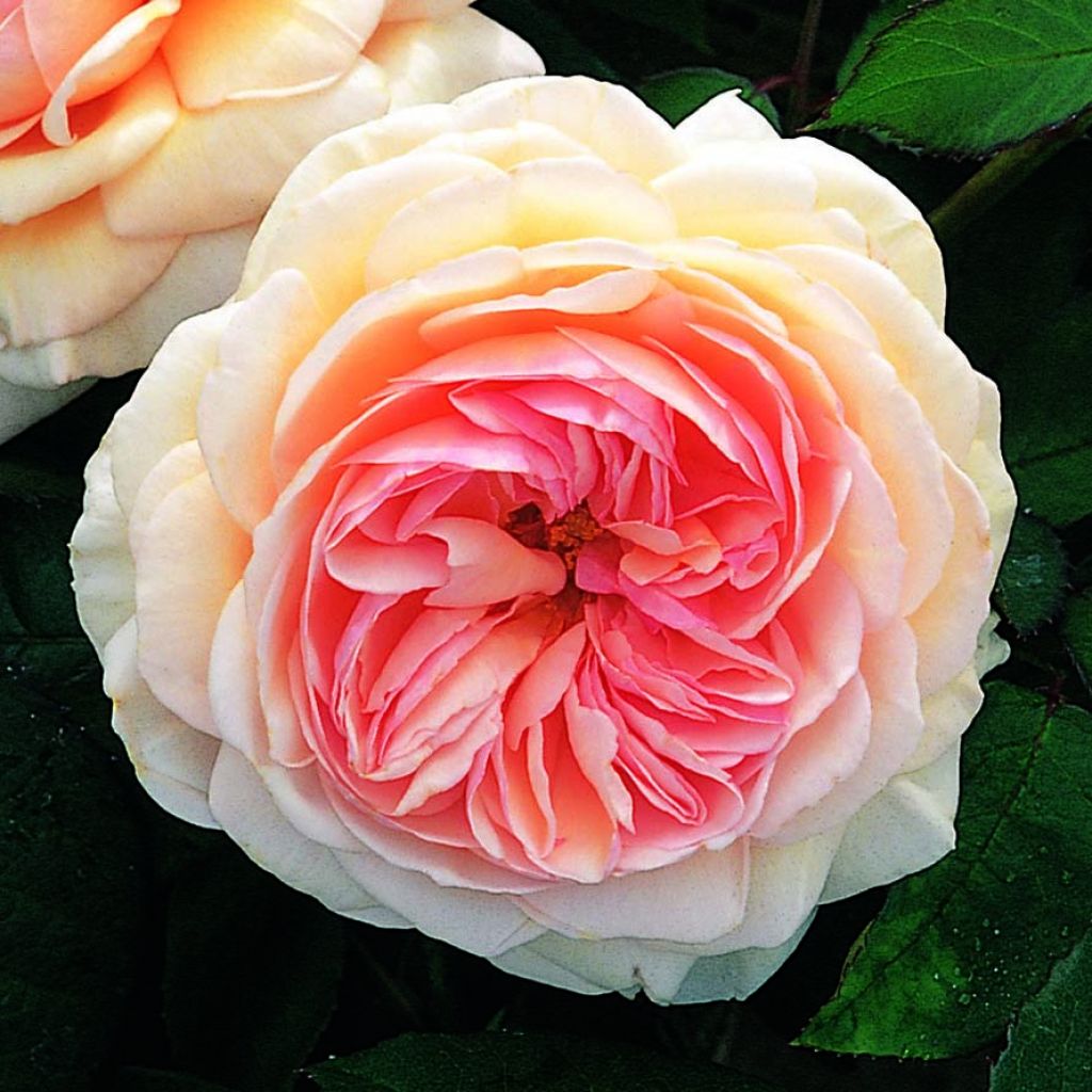 Rosier David Austin A Shropshire Lad