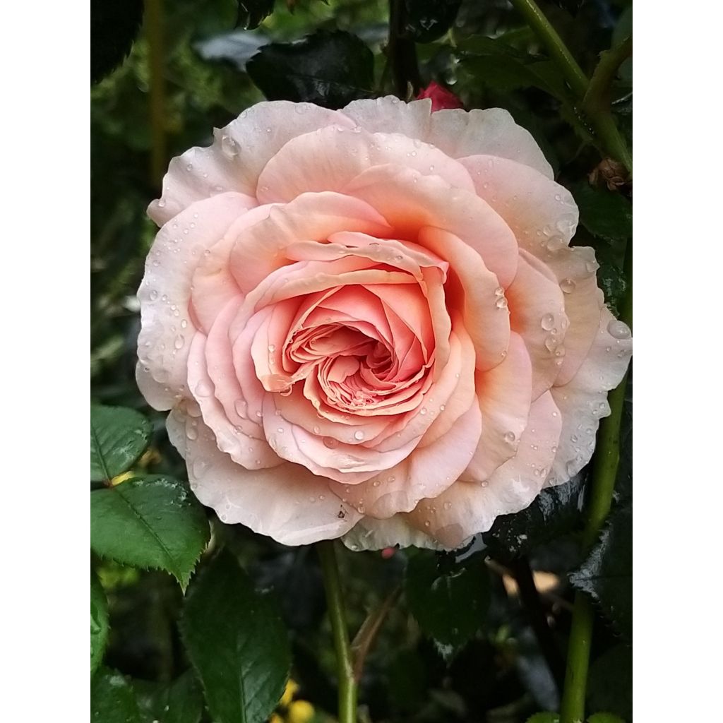 Rosier David Austin A Shropshire Lad