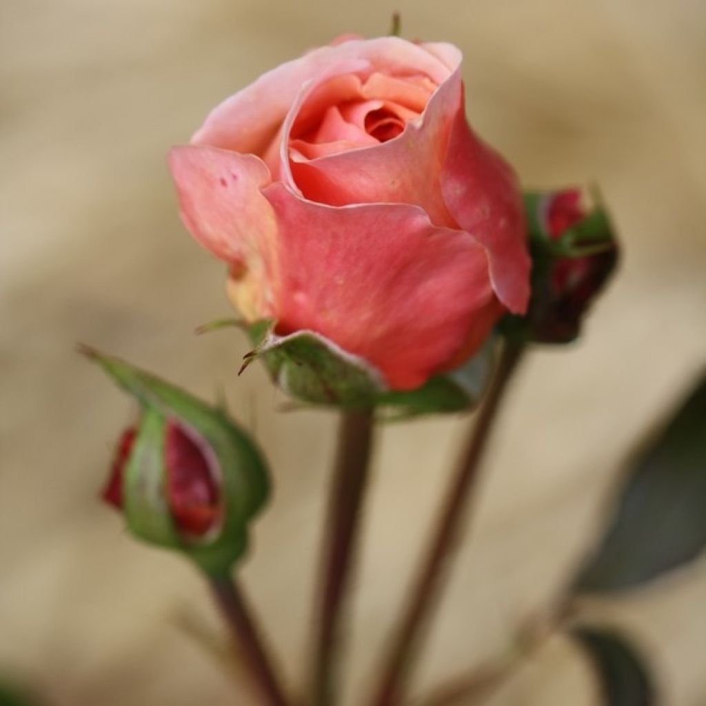 Rosier David Austin A Shropshire Lad