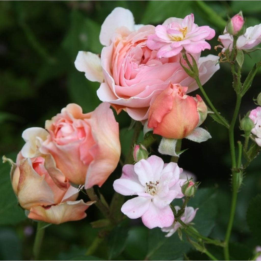 Rosier David Austin A Shropshire Lad