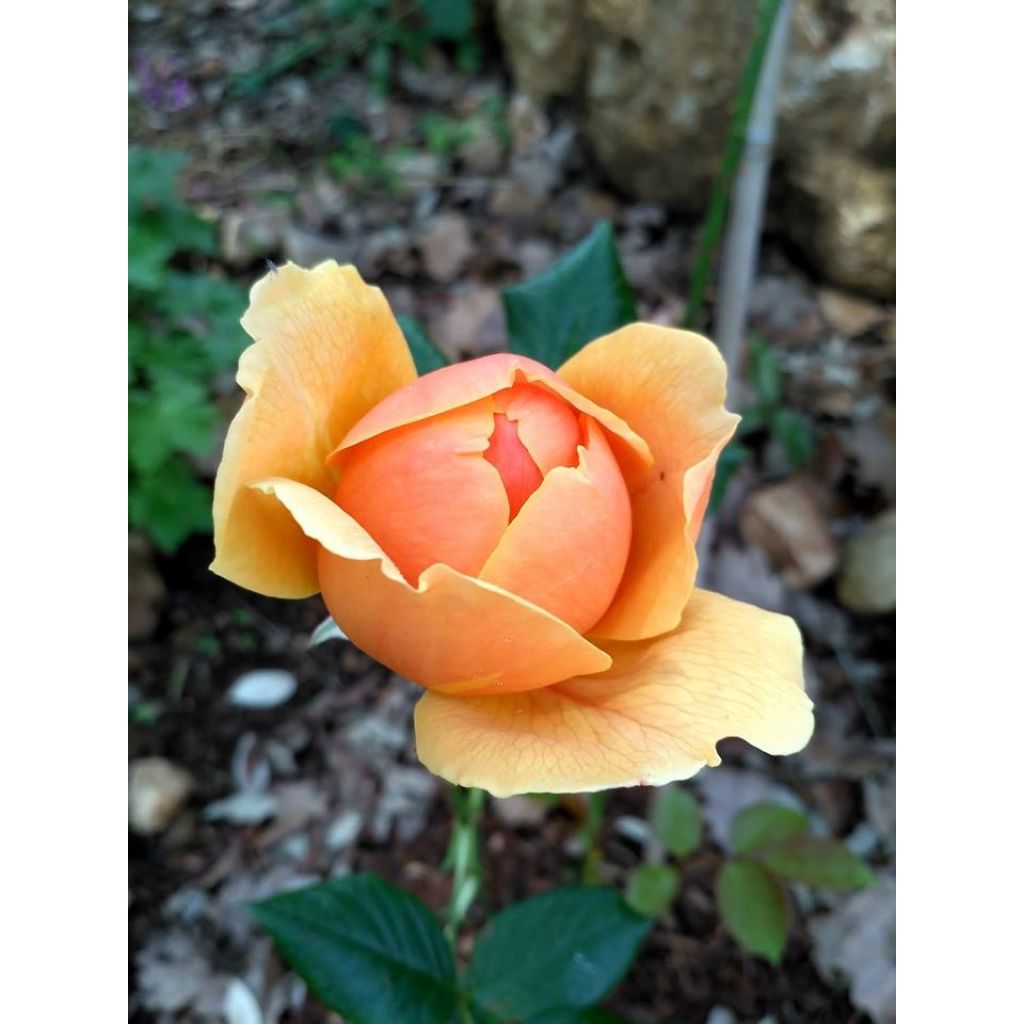 La toute première fleur de mon rosier Carolyn Knight