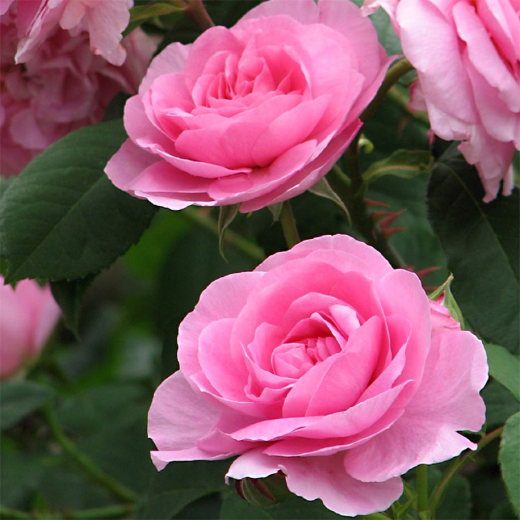 Rosier David Austin Gertrude Jekyll