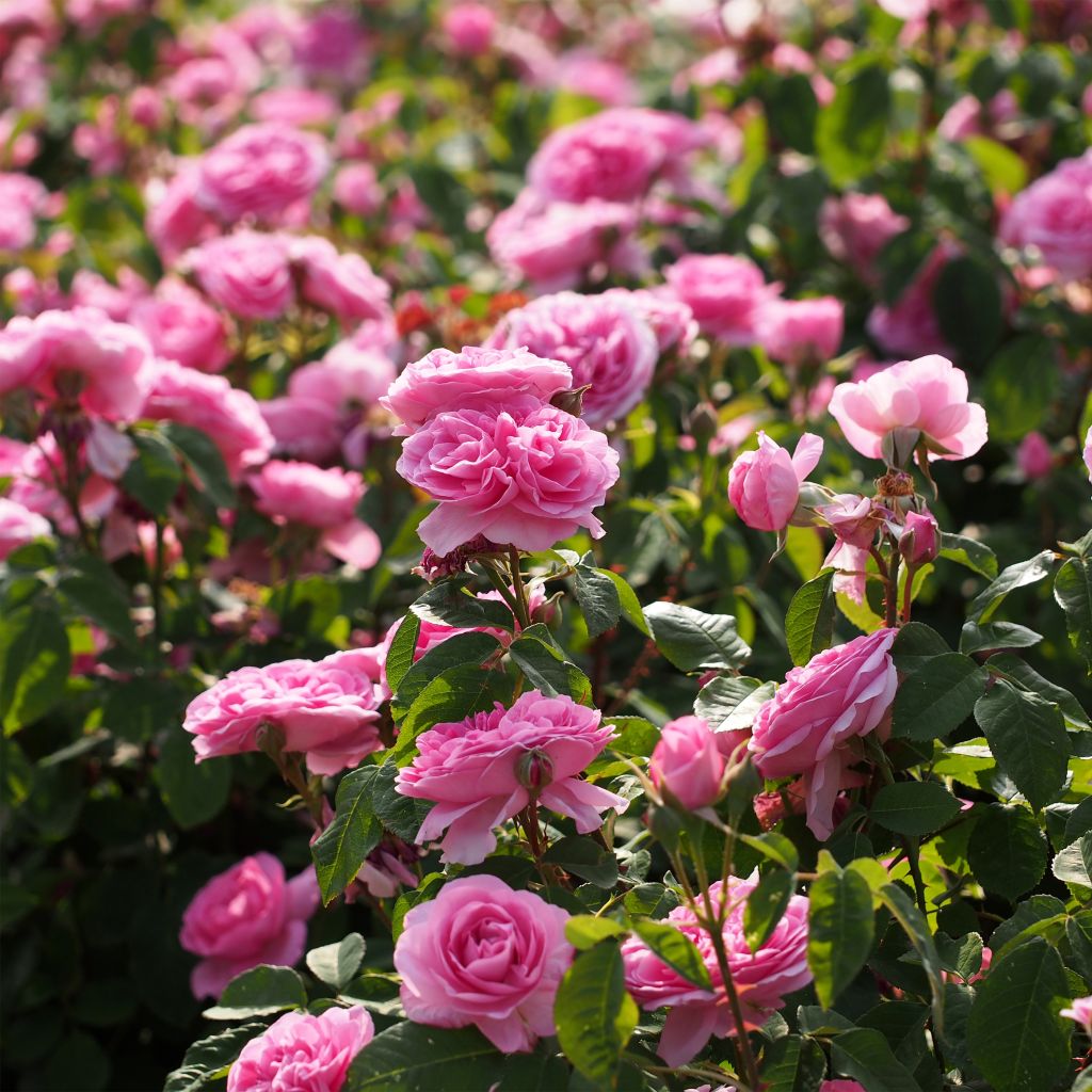 Rosier Tige David Austin Gertrude Jekyll