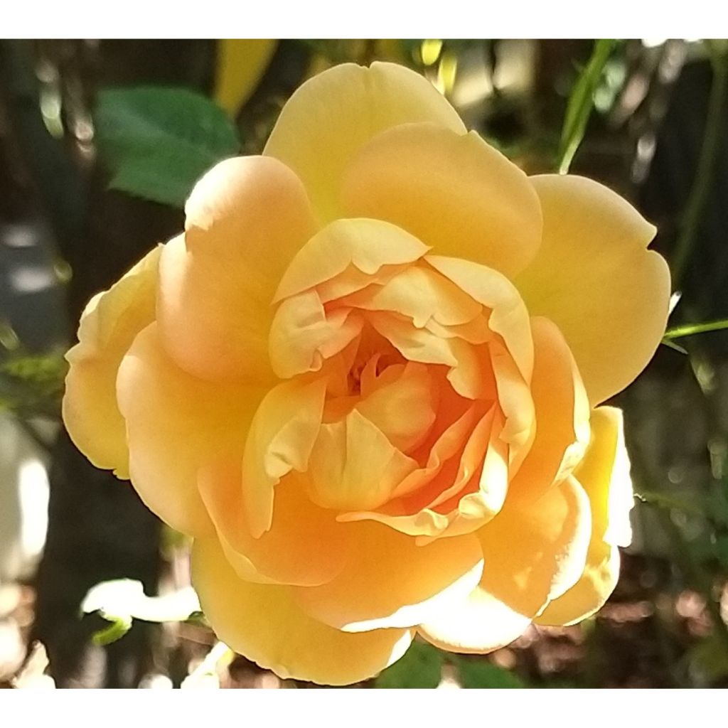 Rosier David Austin Lady Of Shalott 