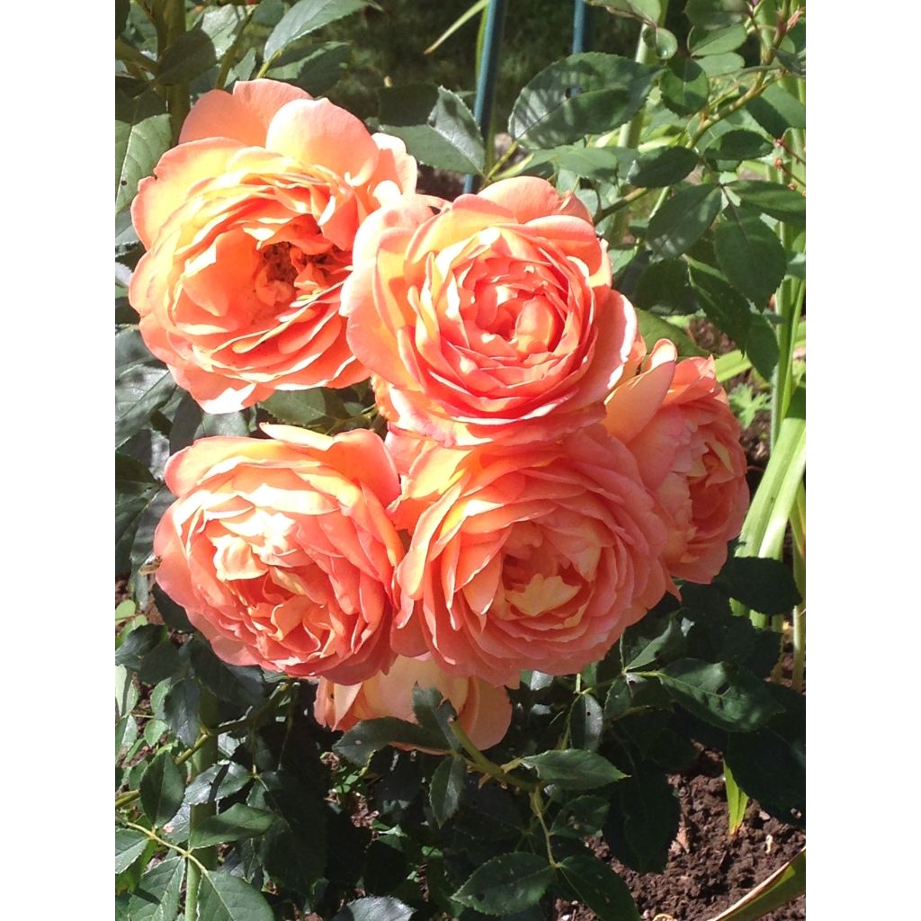 Roses Normandie 2