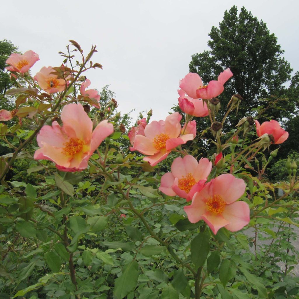 Rosier David Austin Morning Mist 