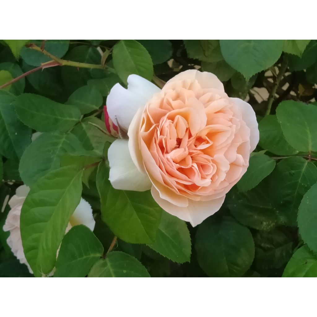 Rosier David Austin Sweet Juliet