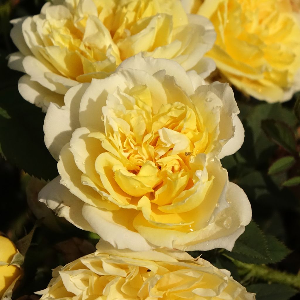 Rosier David Austin The Country Parson