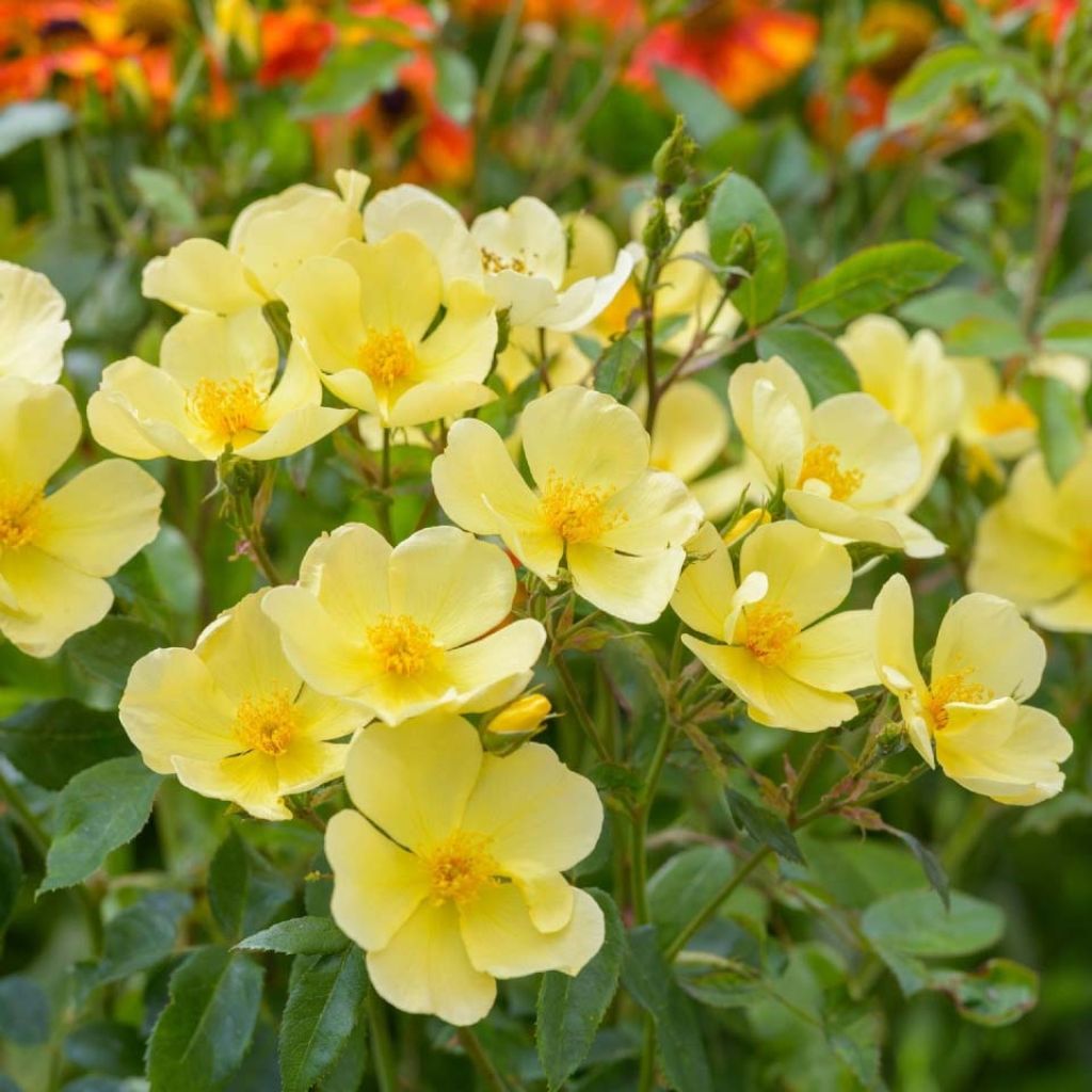 Rosier David Austin Tottering-by-Gently 