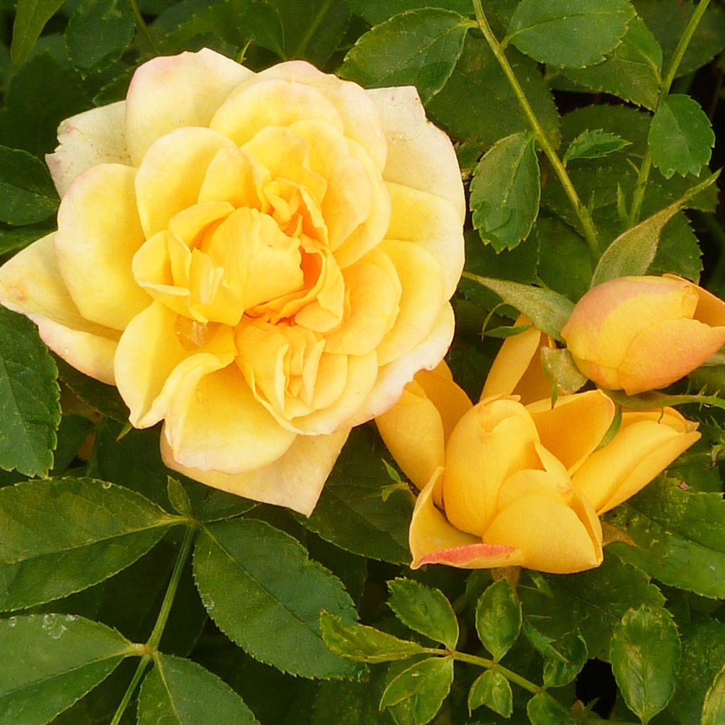 Rosier de Banks Lutea - Rosa banksiae