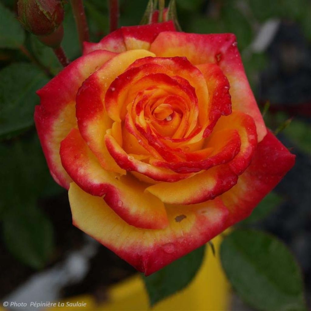 Rosier Flamina - Rosier buisson à fleurs groupées