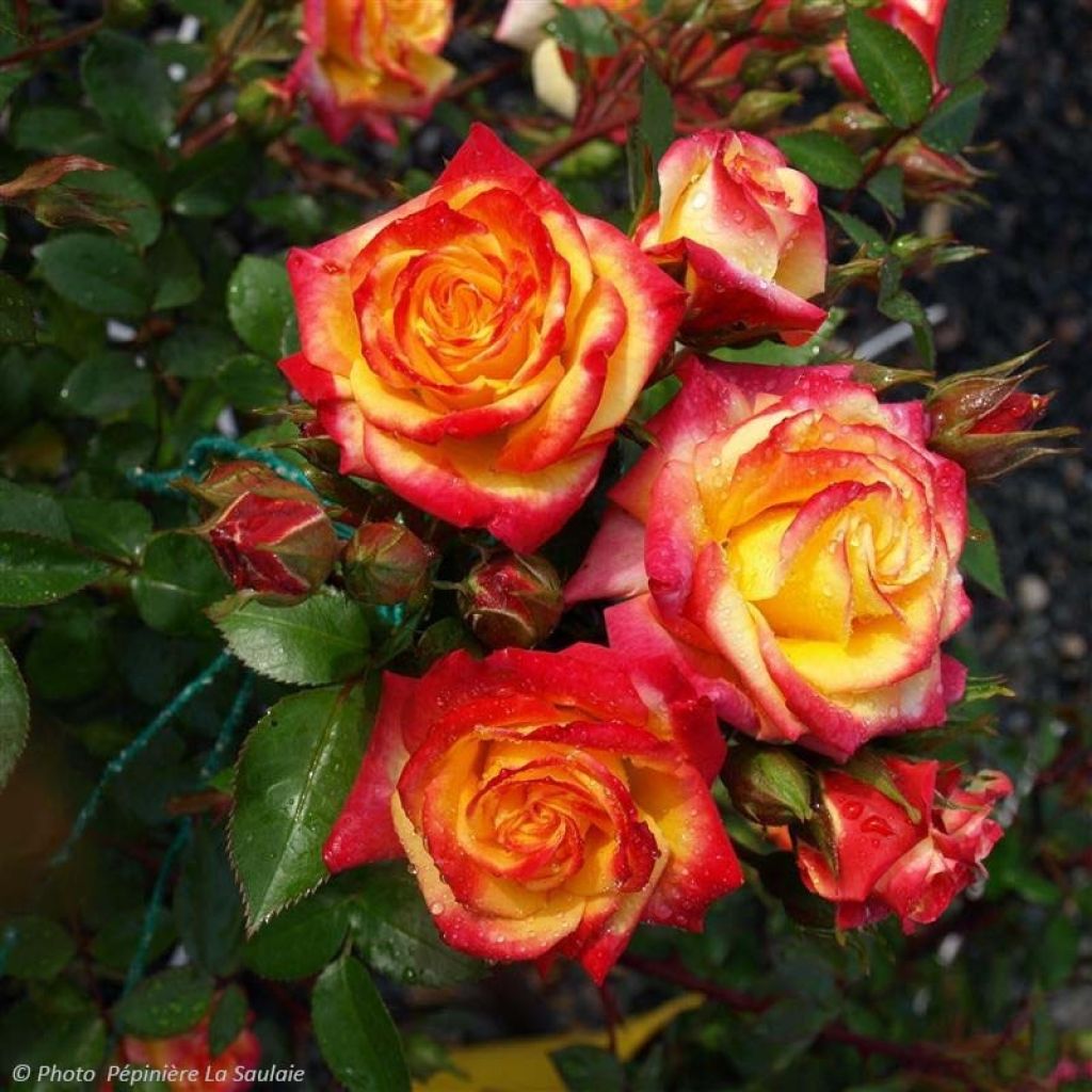 Rosier Flamina - Rosier buisson à fleurs groupées