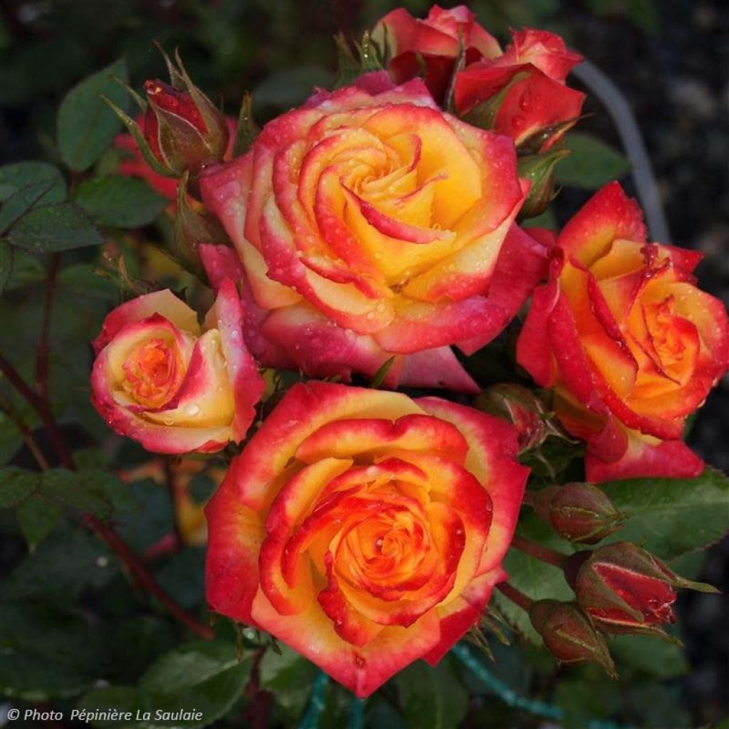 Rosier Flamina - Rosier buisson à fleurs groupées