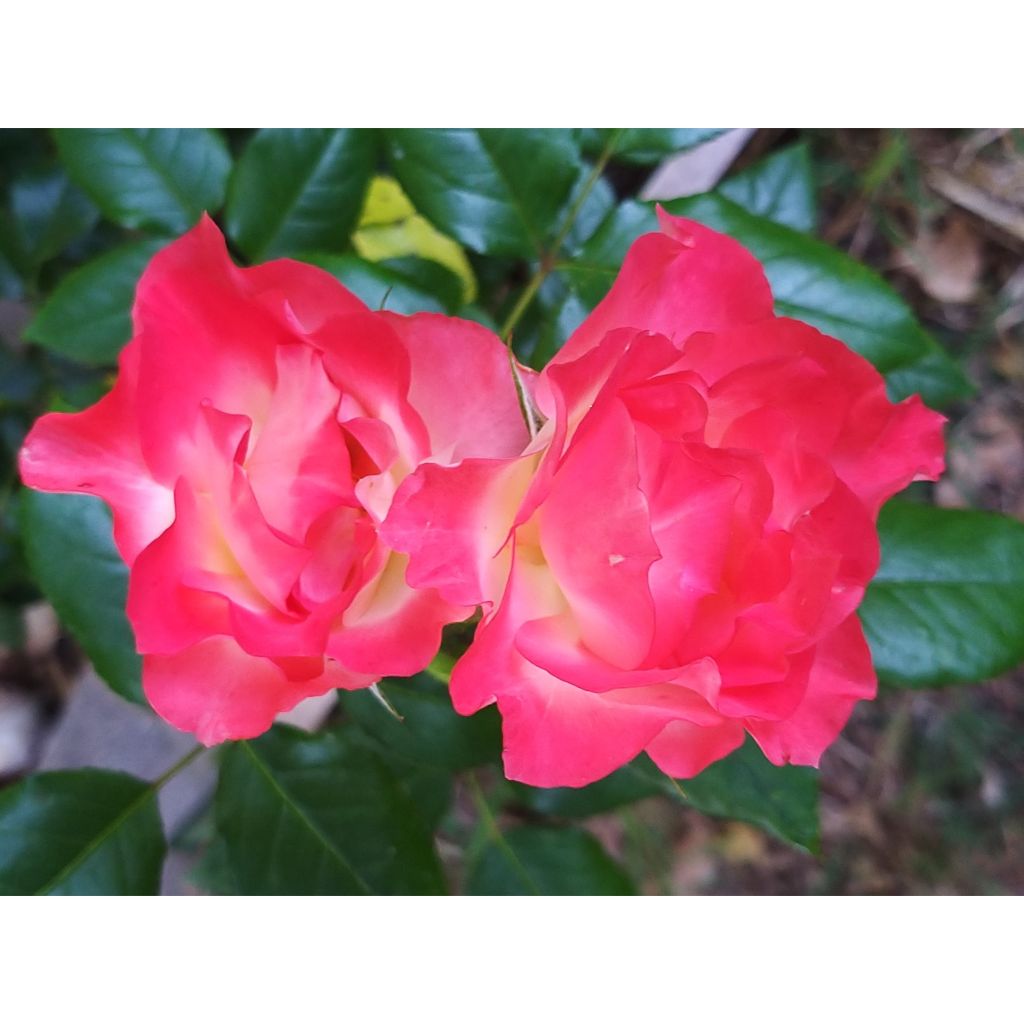 Rosier Flamina - Rosier buisson à fleurs groupées