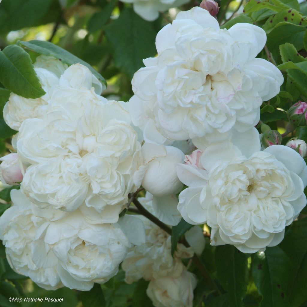 Rosier grimpant Aimée Vibert