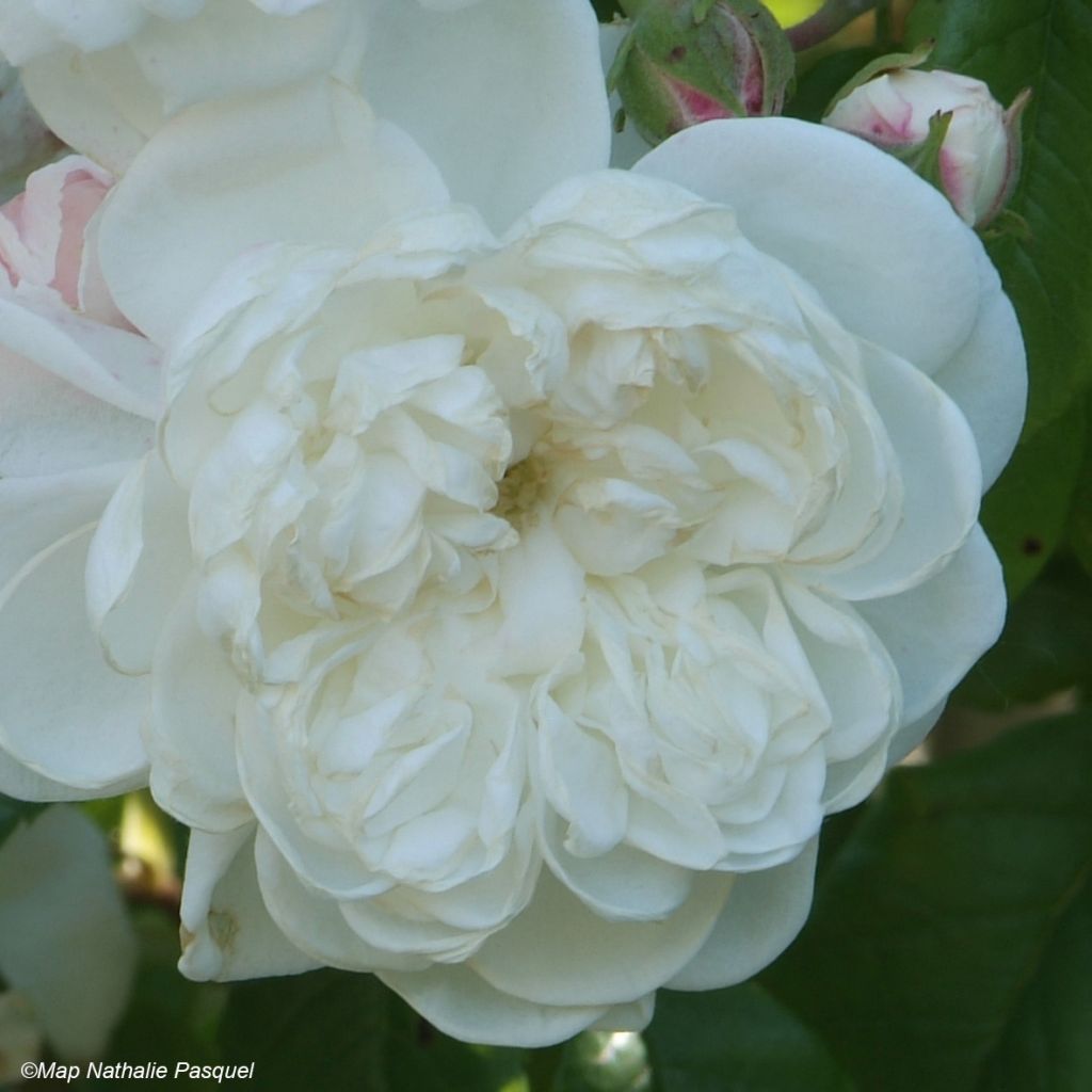 Rosier grimpant Aimée Vibert