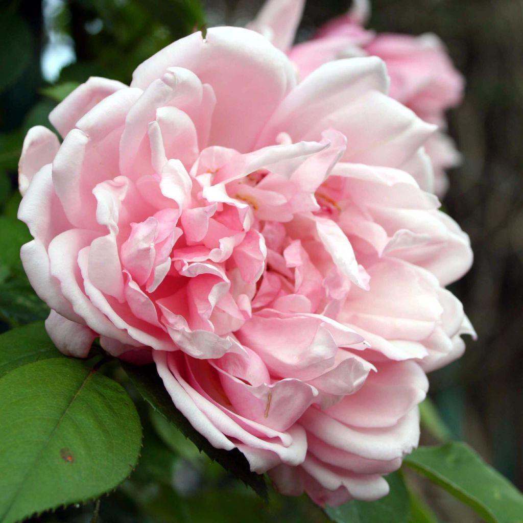 Rosier grimpant Albertine