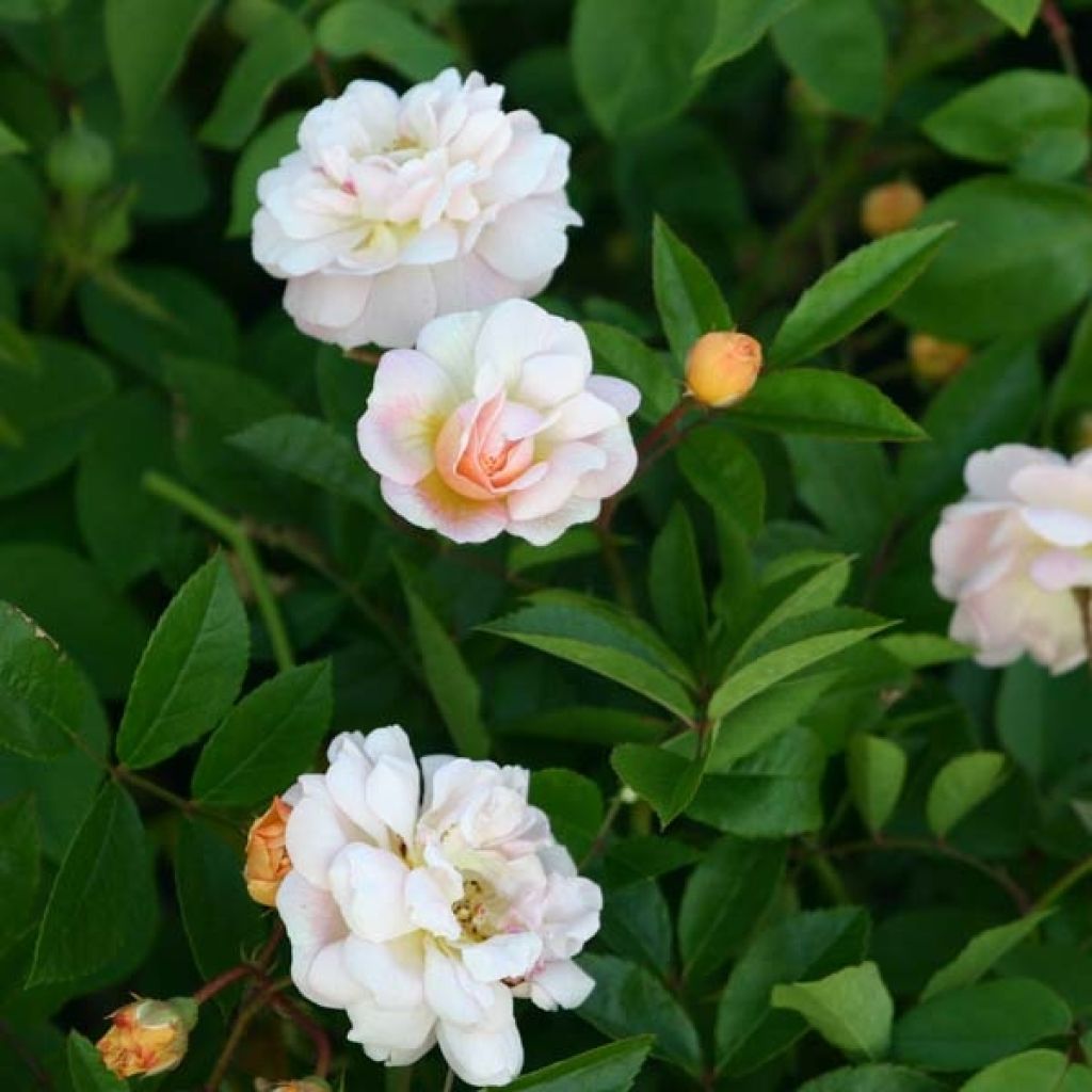 Rosier ancien Ghislaine de Féligonde