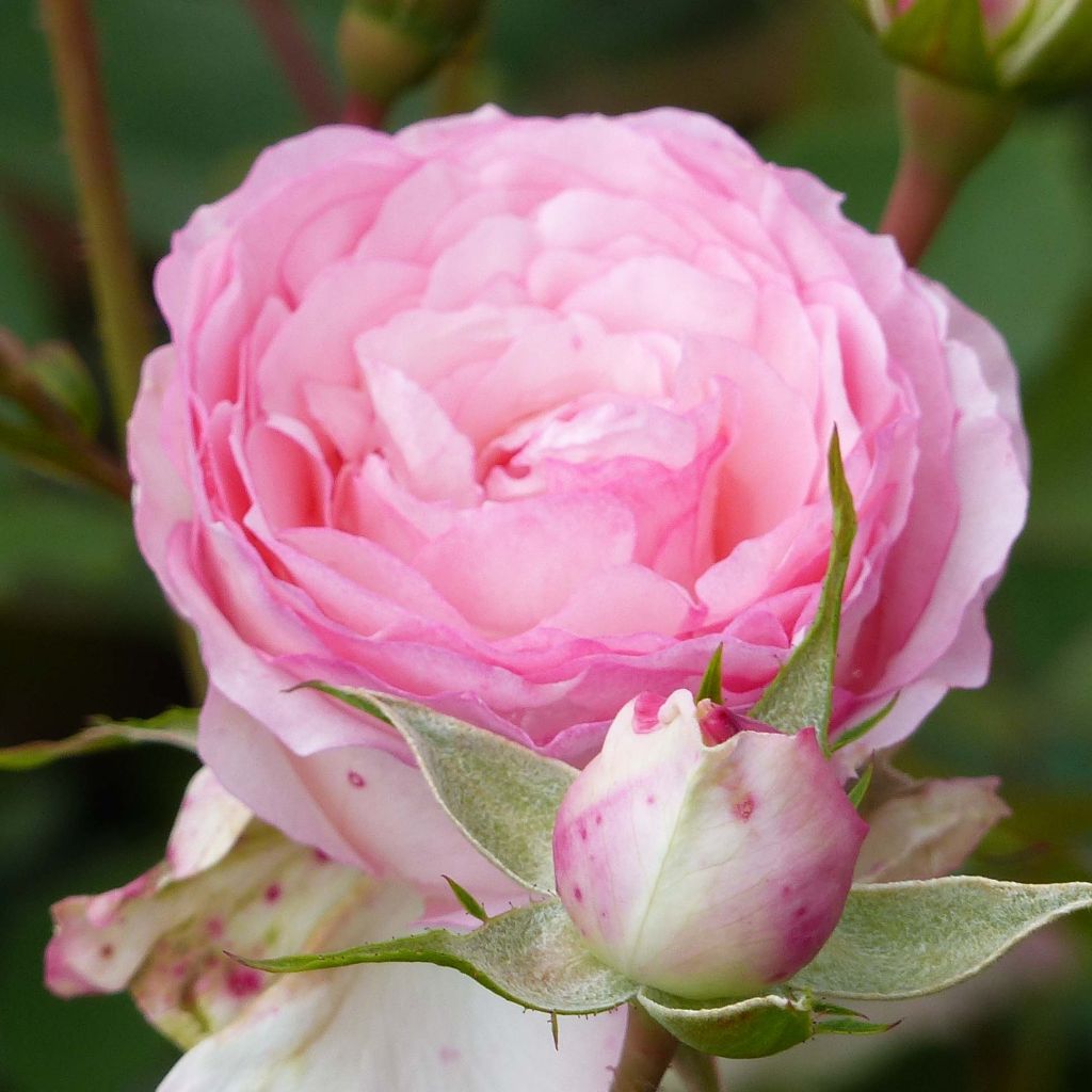 Rosier grimpant Mini Eden Rose