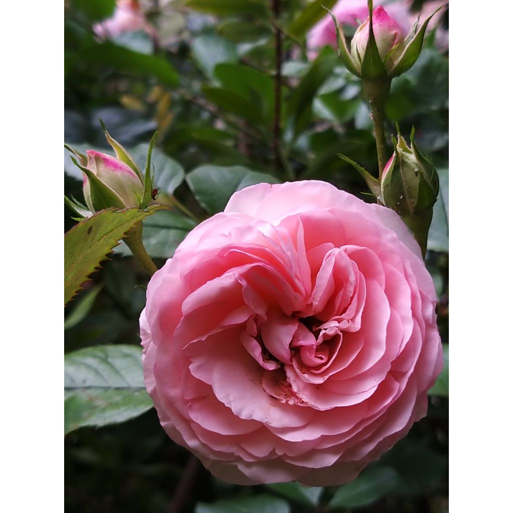 Rosier grimpant Mini Eden Rose