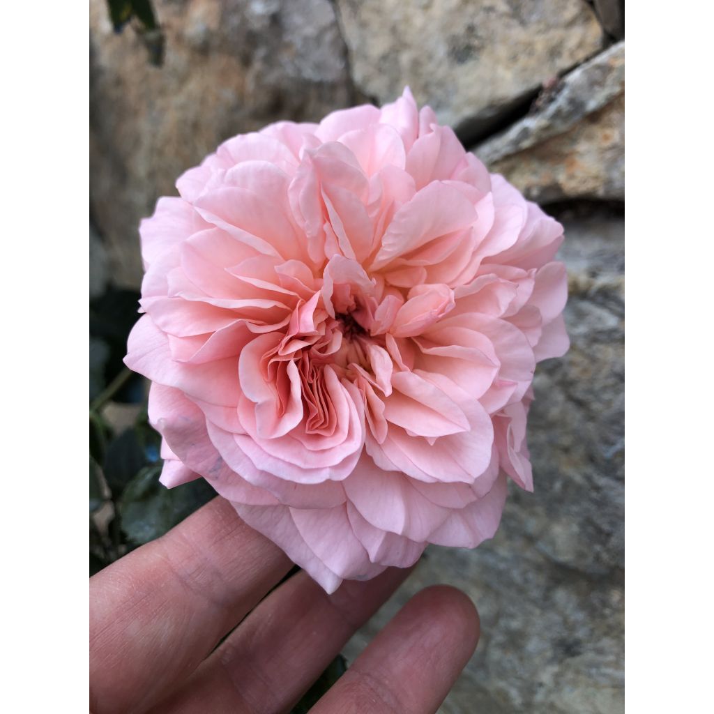 Rosier grimpant Rose de Tolbiac