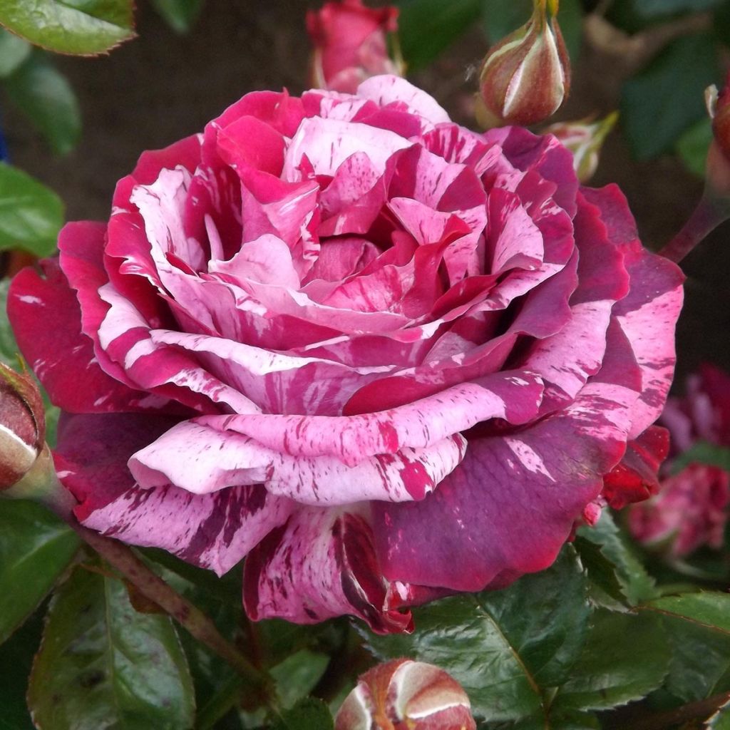 Rosier à grandes fleurs Guillaume Gomez