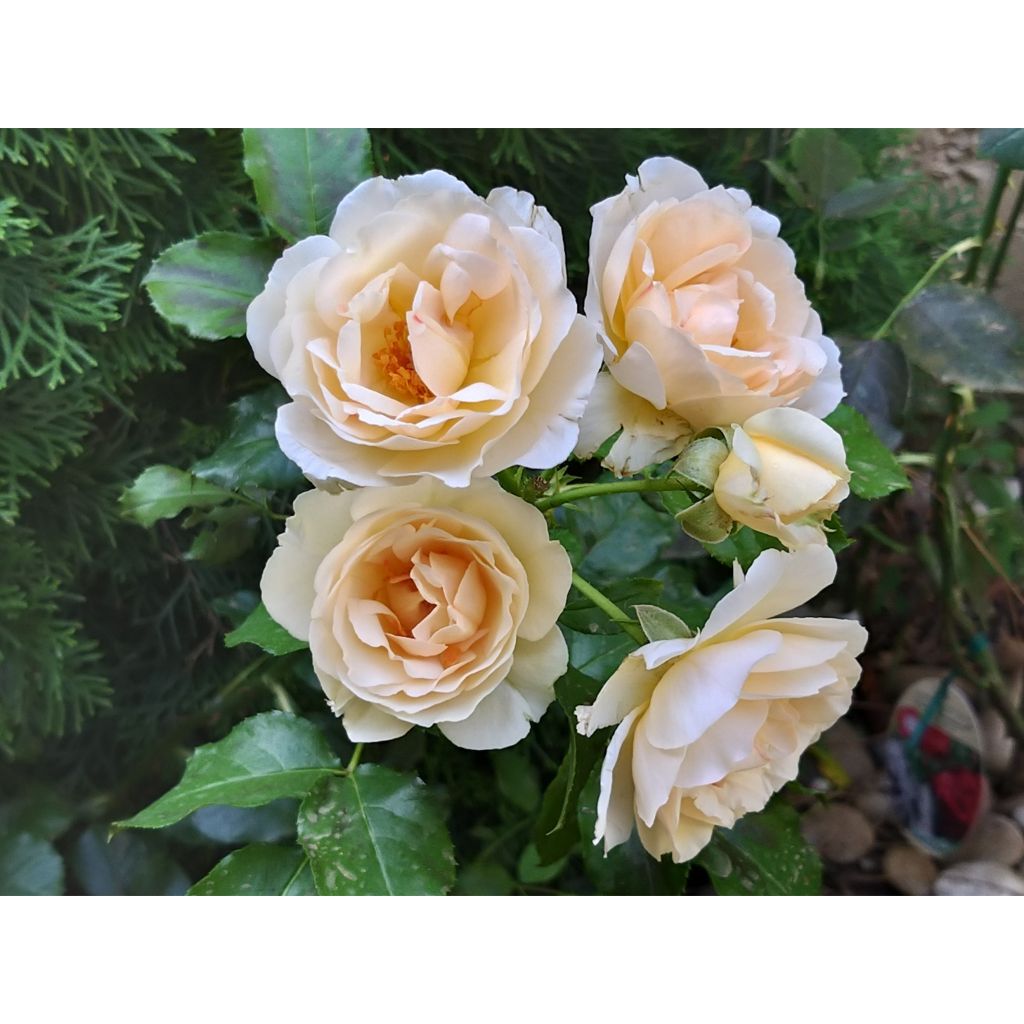 Rosier Jardin des Tuileries - Rosier buisson à fleurs groupées