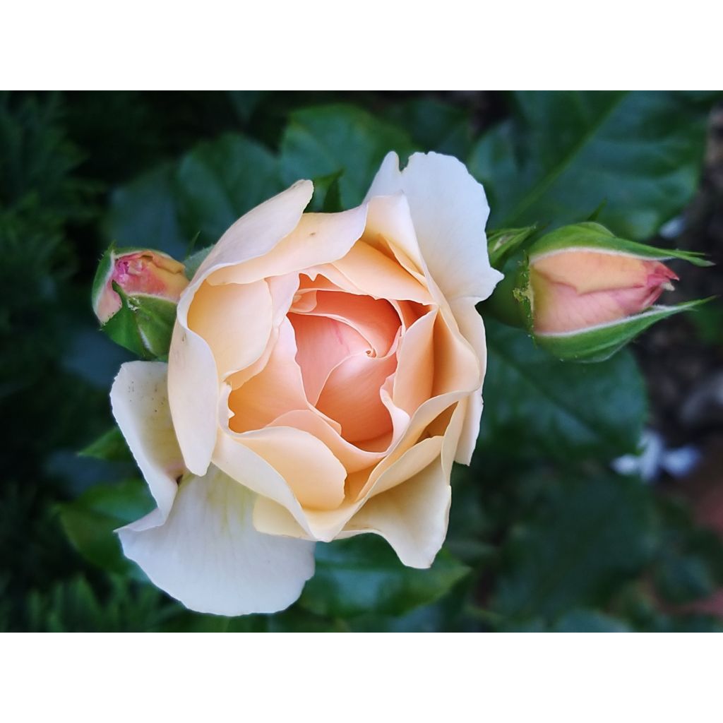 Rosier Jardin des Tuileries - Rosier buisson à fleurs groupées