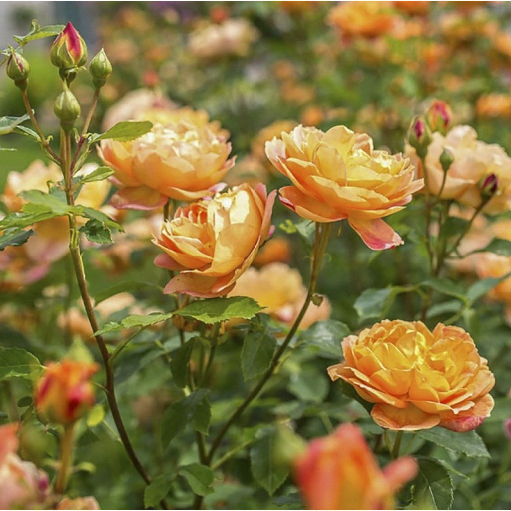 Rosier Tige David Austin Lady Of Shalott