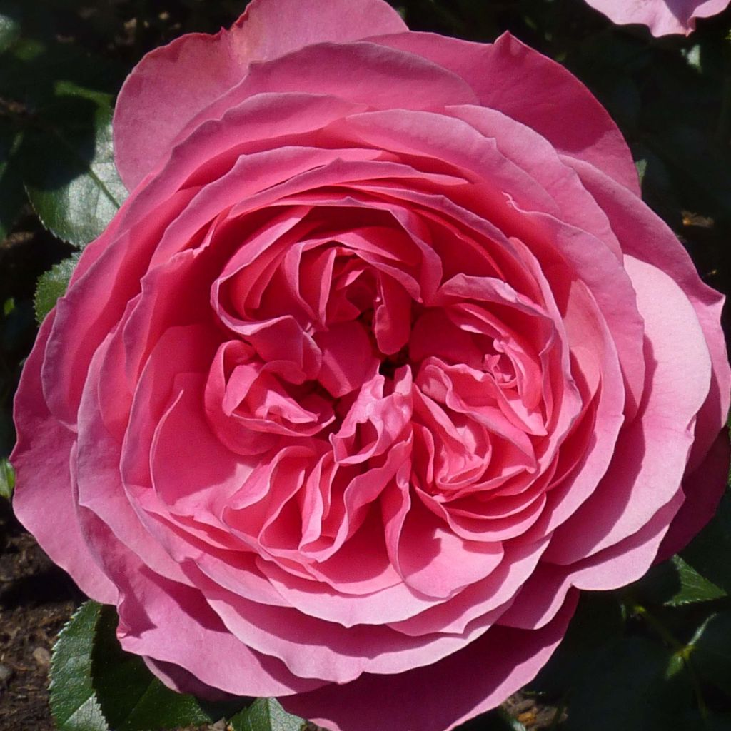 Rosier à fleurs groupées Leonardo da Vinci