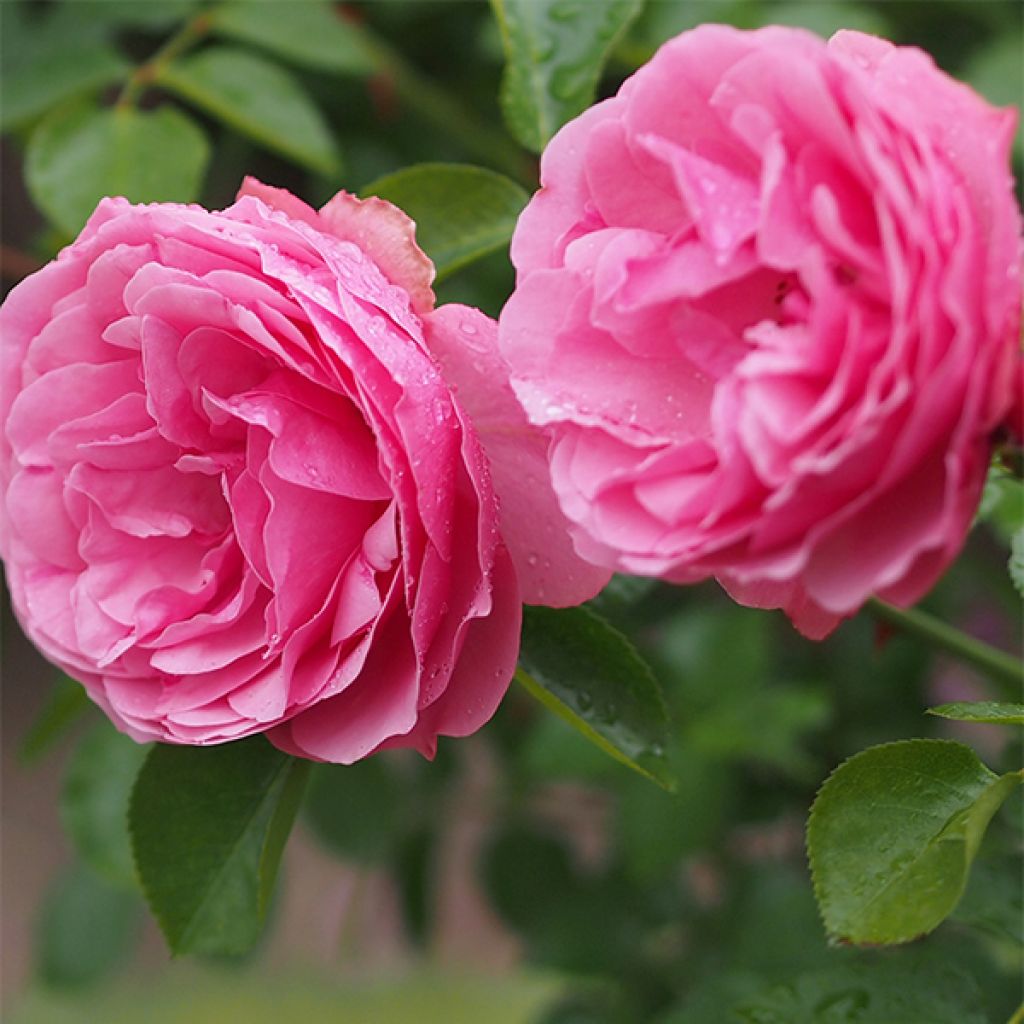 Rosier à fleurs groupées Leonardo da Vinci