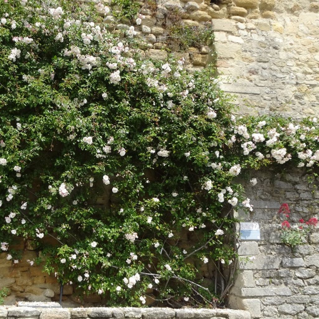 Rosier liane Adélaïde d’Orléans