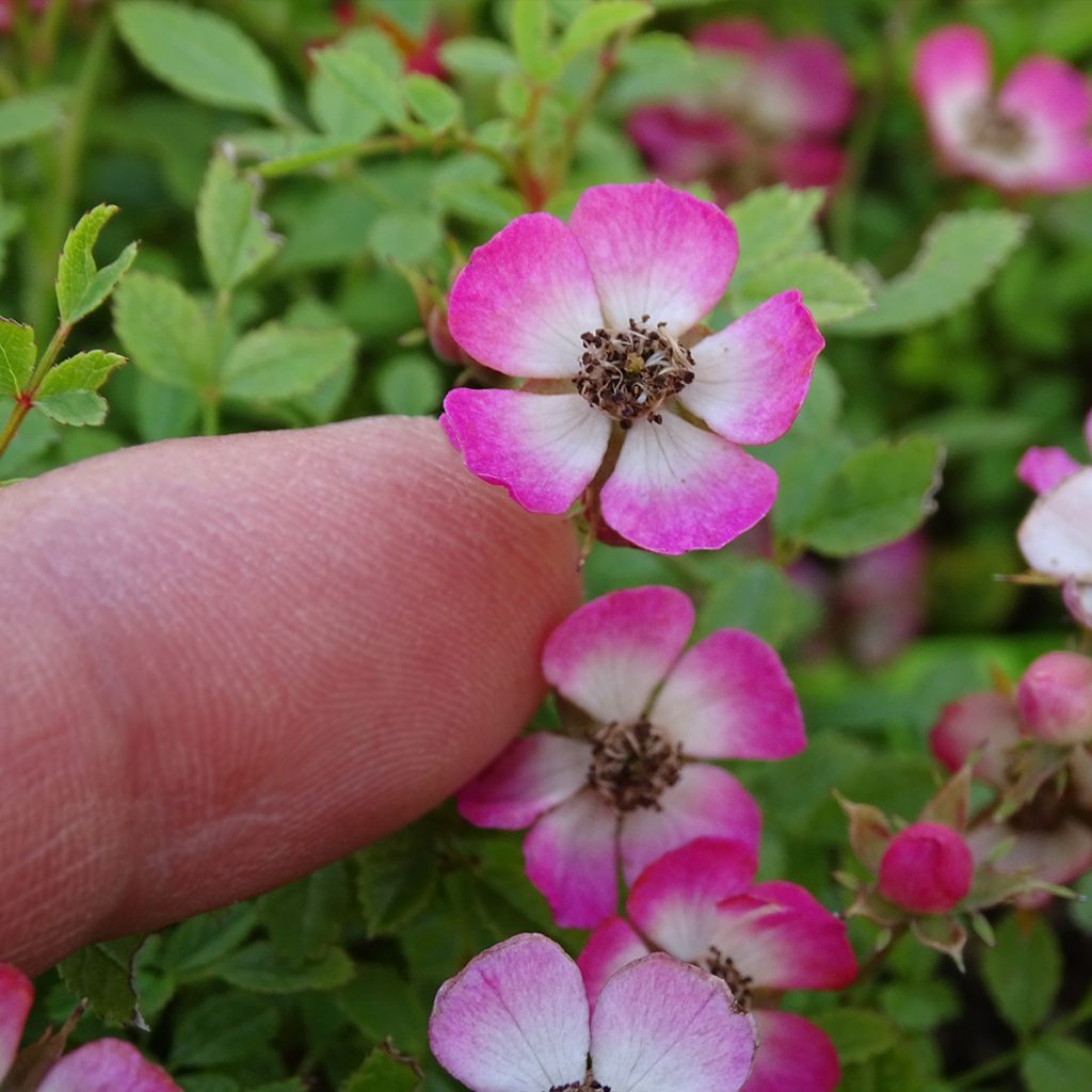 Rosier miniature Cutie Pie