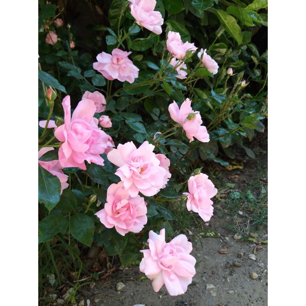 Rosier nain Bordure Rose