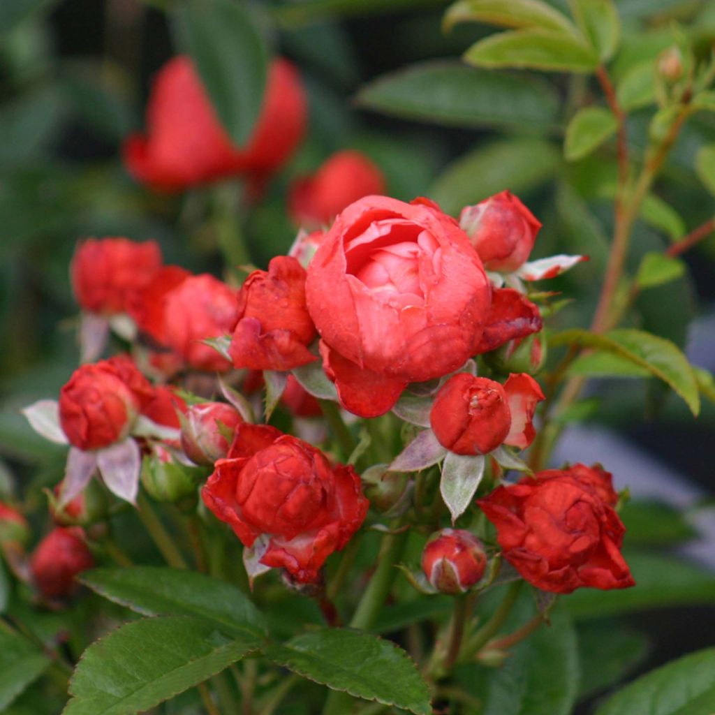 Rosier nain ou miniature Fête des Pères 