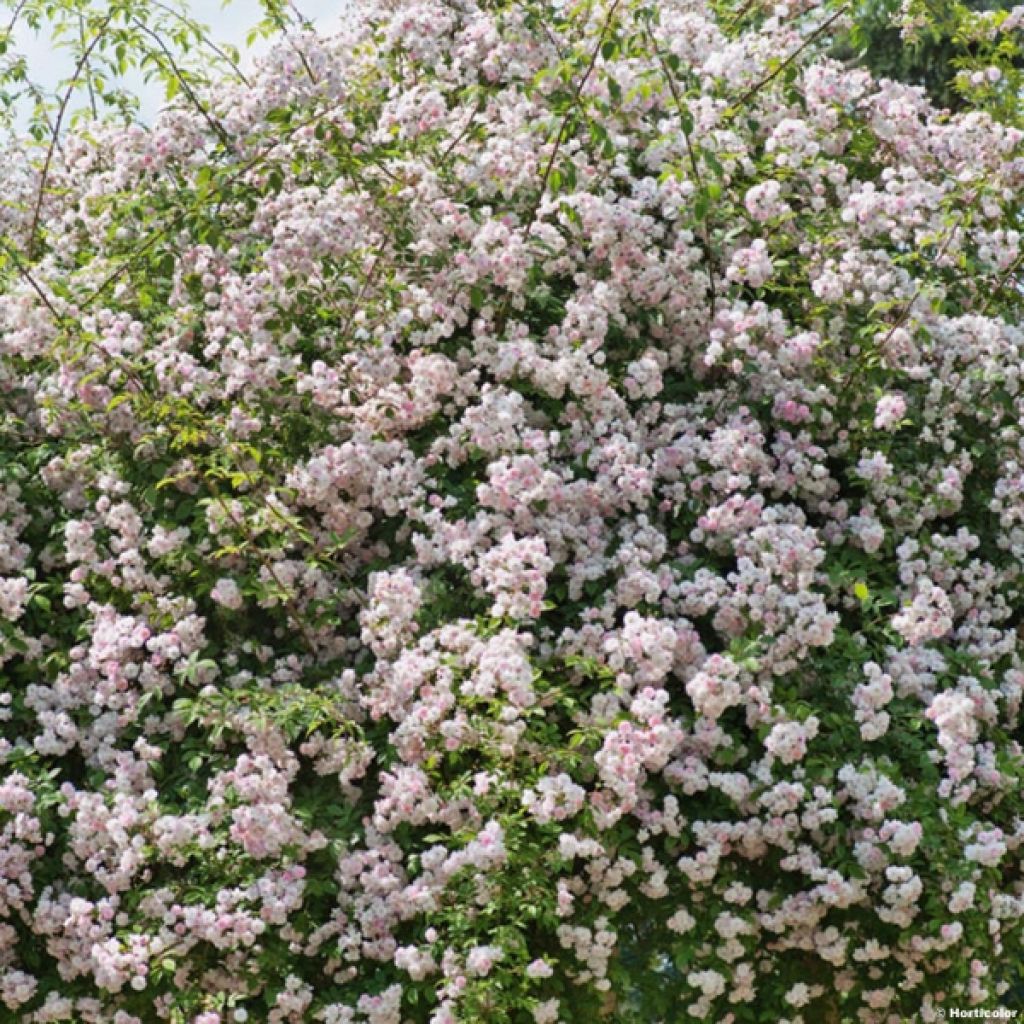 Rosier Liane Paul s Himalayan Musk