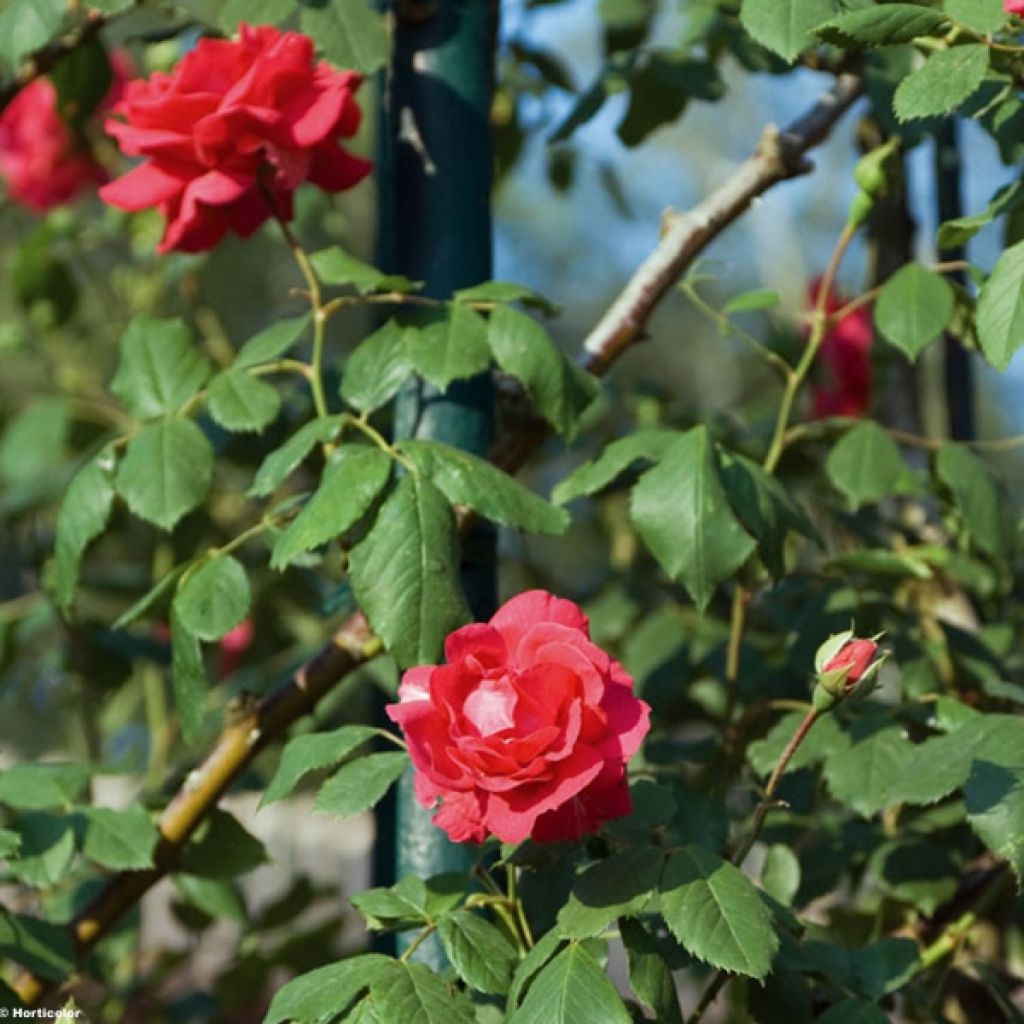 Rosier Grimpant Paul's Scarlet Climber