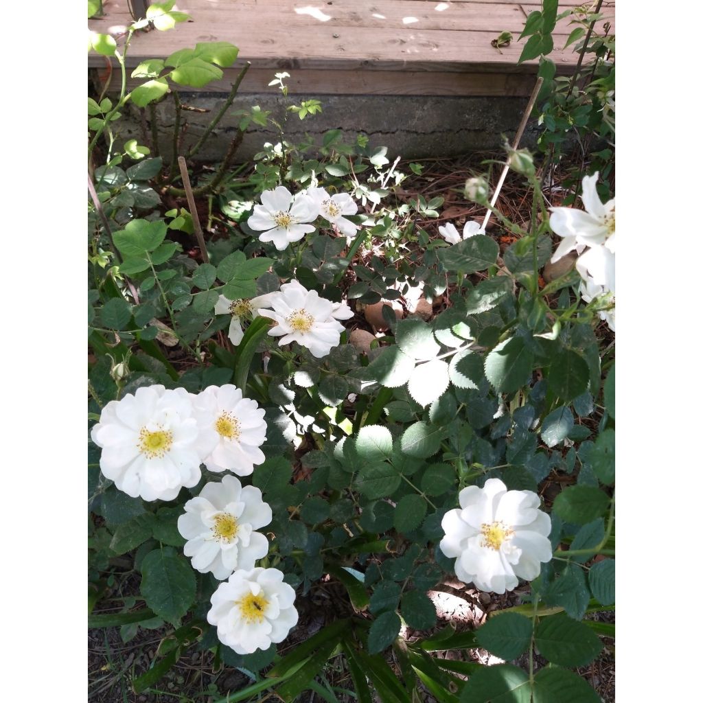 Rosier rugosa Alba