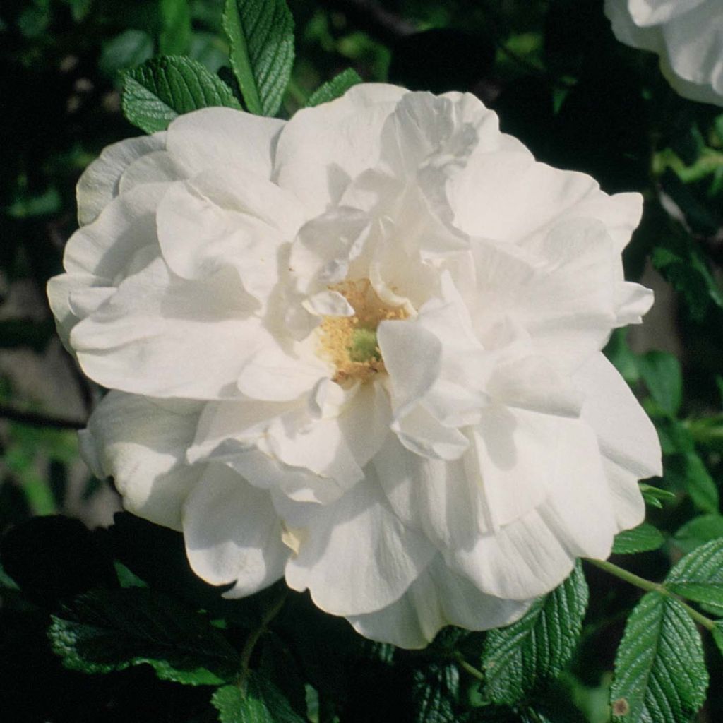 Rosier rugosa Blanc double de Coubert