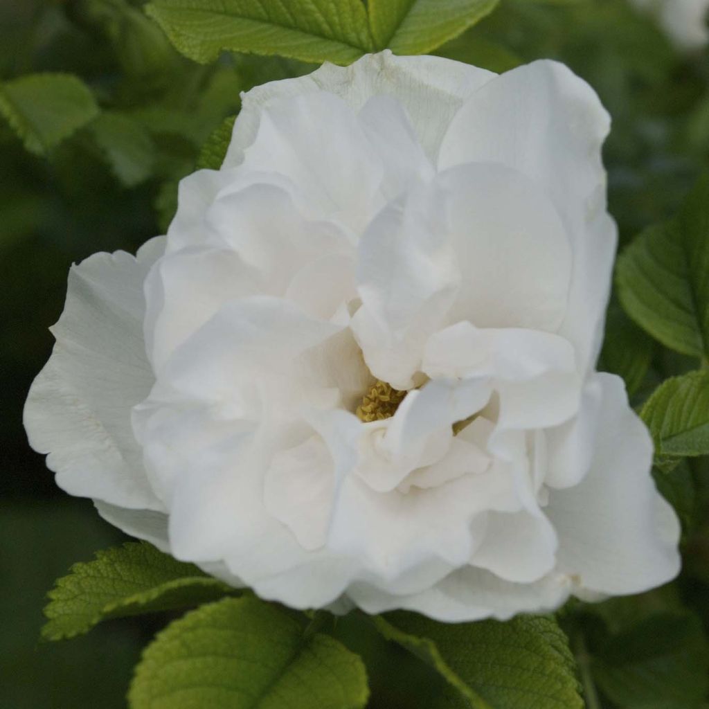 Rosier rugosa Blanc double de Coubert