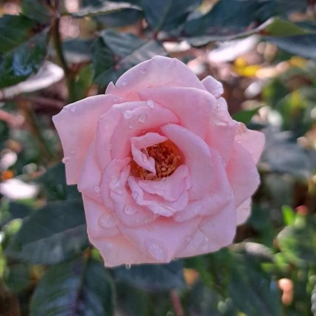 Rosier à pétales comestibles Birthday Rose Bio