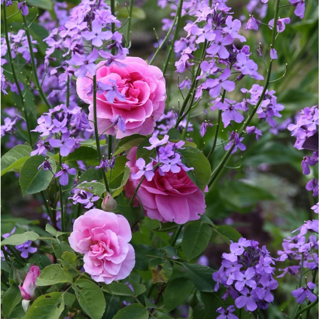 Rosier David Austin Gertrude Jekyll