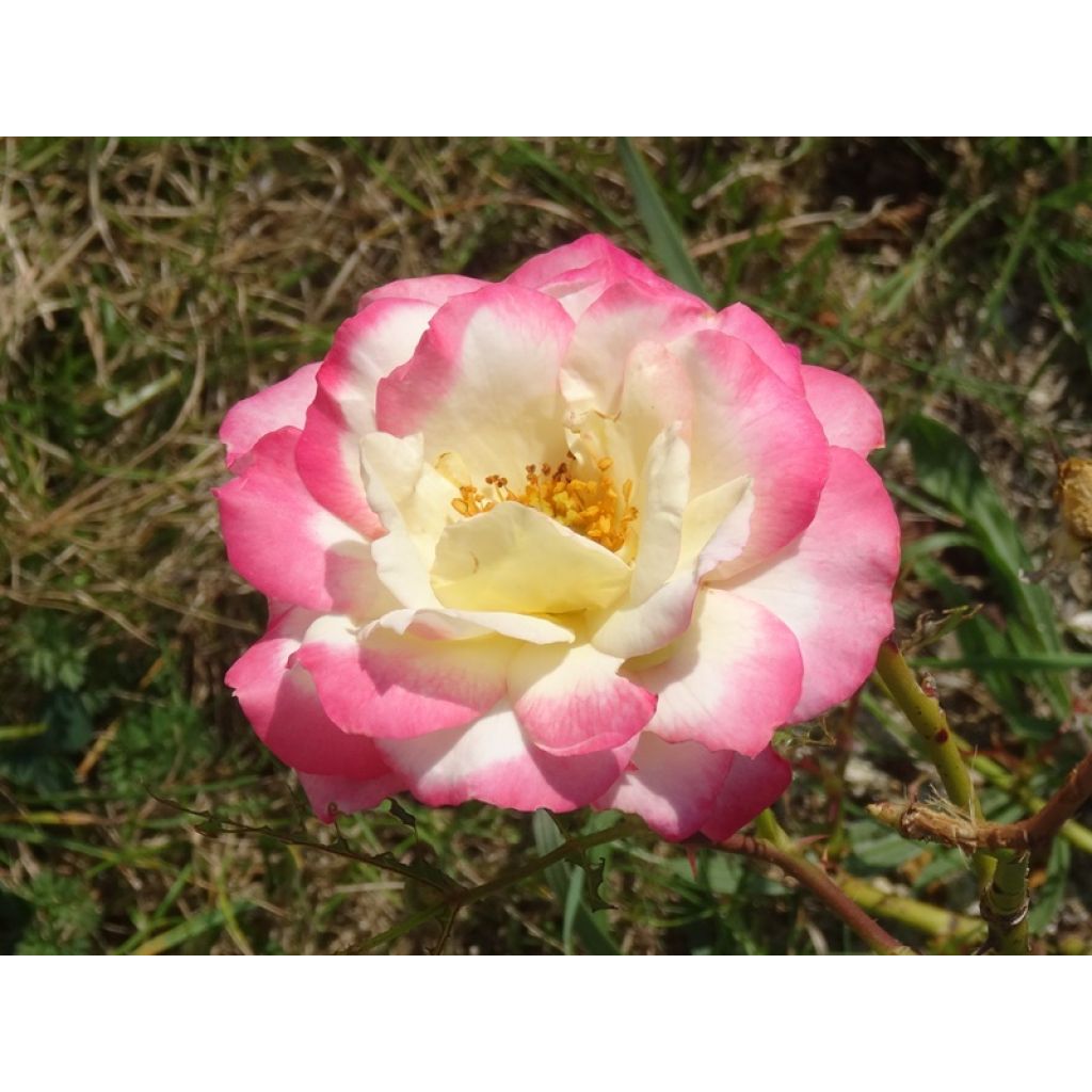 Rosier à fleurs groupées Laminuette