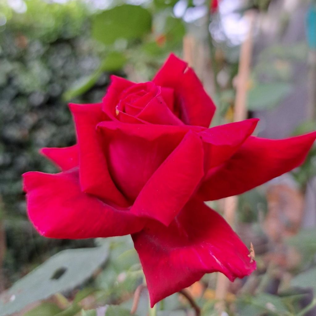 Rosier à grandes fleurs Reine des Parfums®