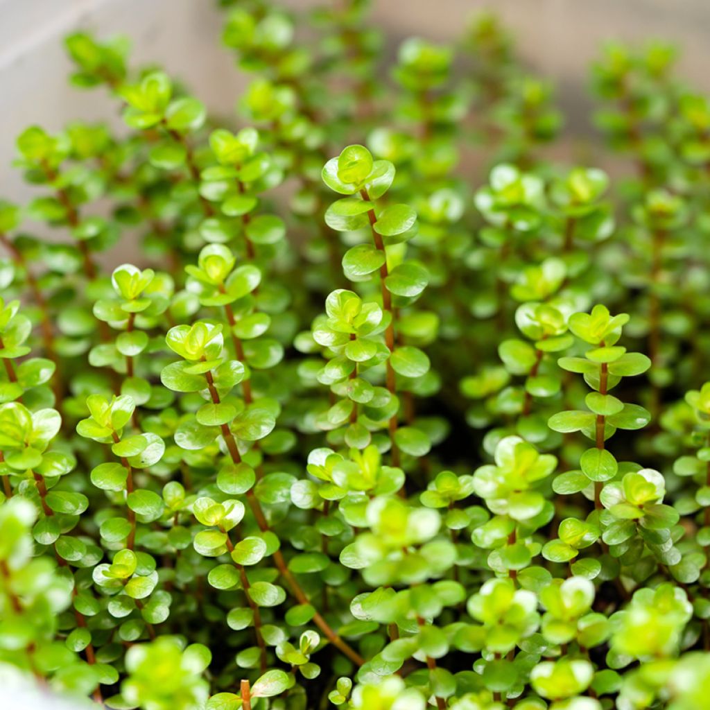 Rotala rotundifolia Green - Rotala à feuilles rondes