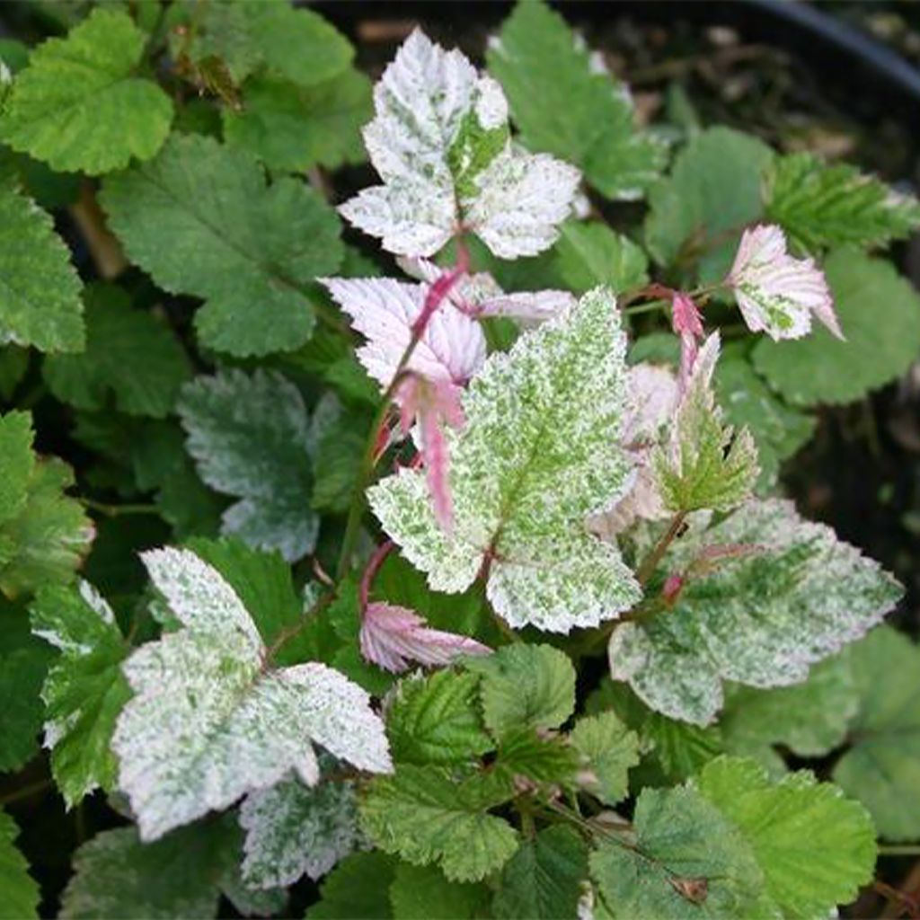 Rubus microphyllus Variegatus - Ronce d'ornement panachée