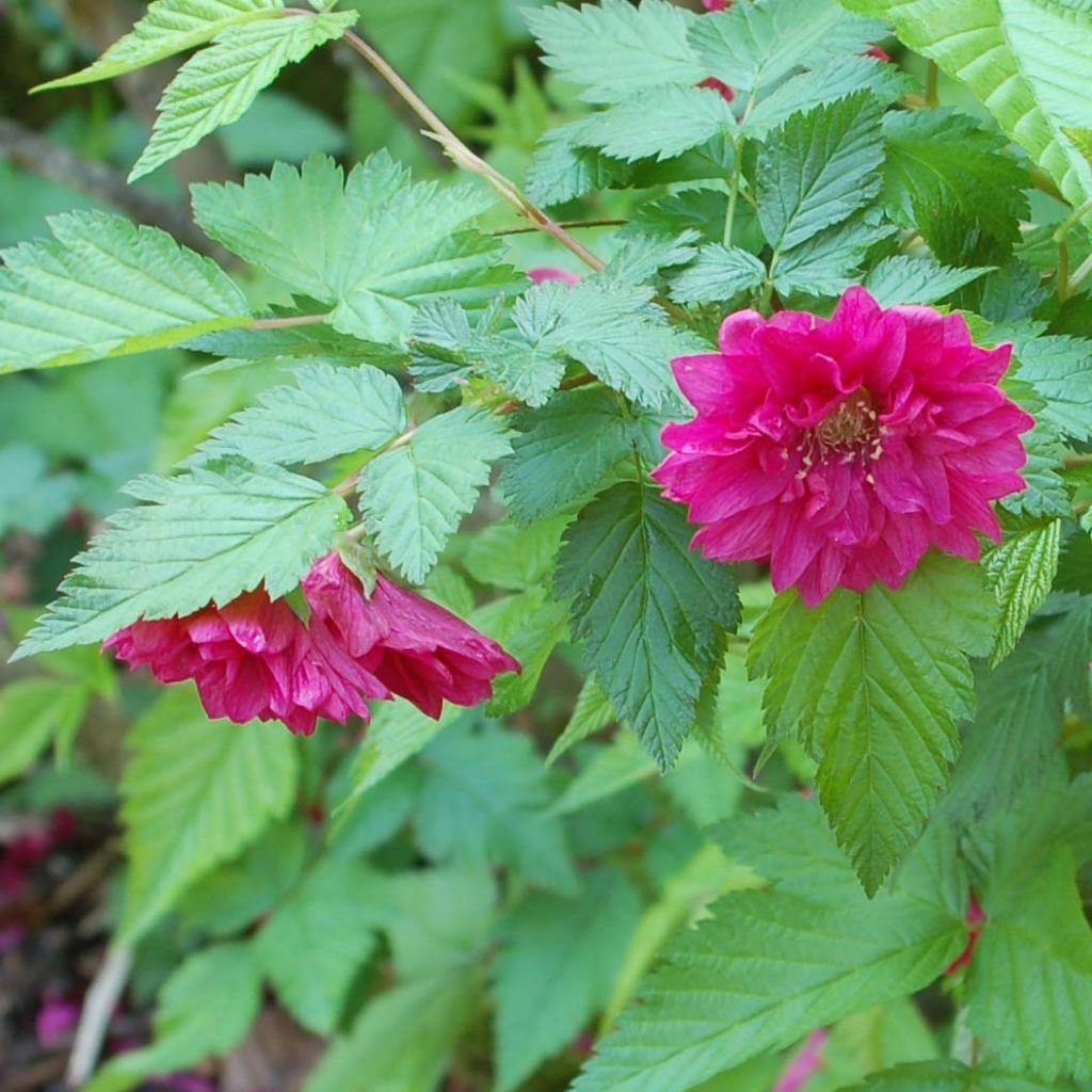 Rubus spectabilis Olympic Double (Flore Pleno) - Ronce d'ornement