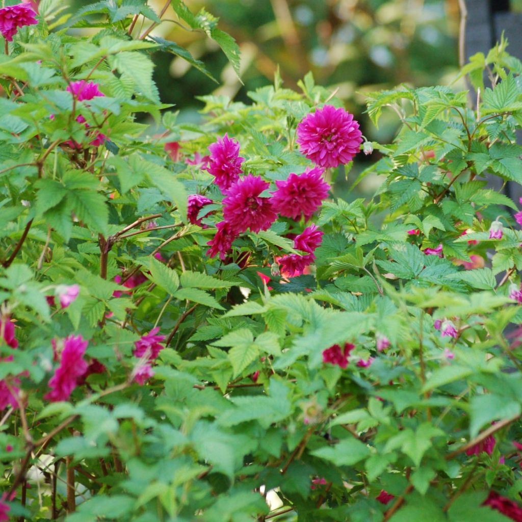 Rubus spectabilis Olympic Double (Flore Pleno) - Ronce d'ornement