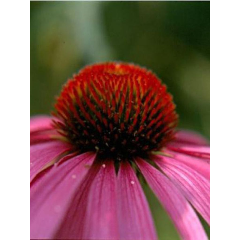 Echinacea purpurea Magnus - Rudbeckia pourpre