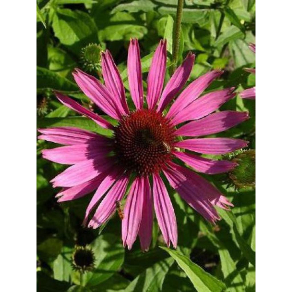 Echinacea purpurea Magnus - Rudbeckia pourpre